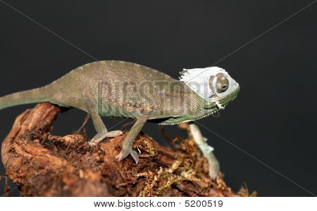 Kamæleon