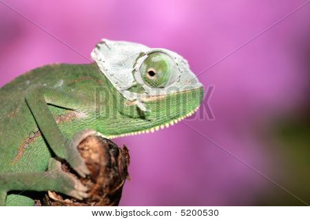 Kamæleon