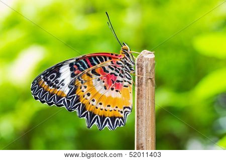 Male Leopard Lacewing Butterfly