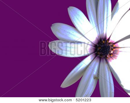 Kukka violetti tausta