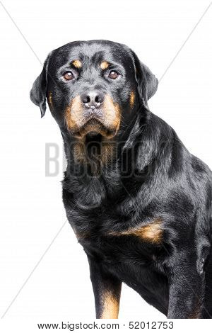 rottweiler dog
