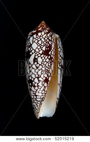 Conus aulicus, princely cone, predatory sea snail, cone shells, brown with white sea shell