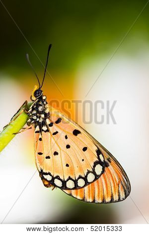 Tawny Coster Butterfly