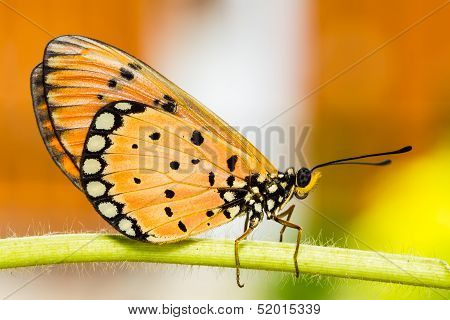 Tawny Coster Butterfly