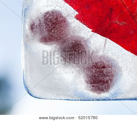 Icy Plants