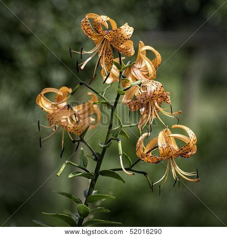 Tiger Lily