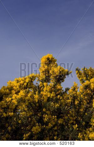 Gorse Blossom