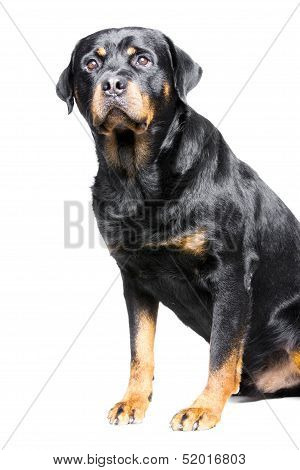 rottweiler dog