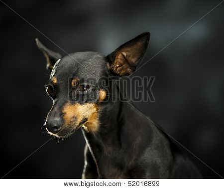 little pet