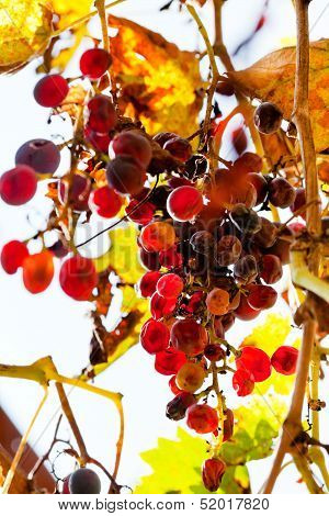 Dried Grapes At Vineyard