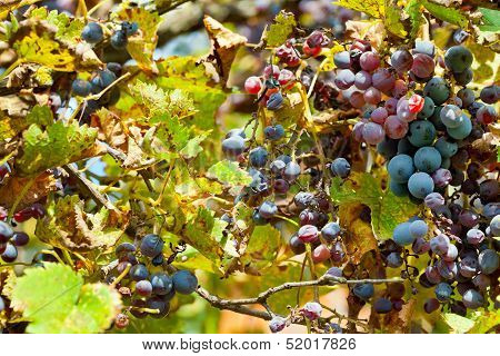 Dried Grapes At Vineyard