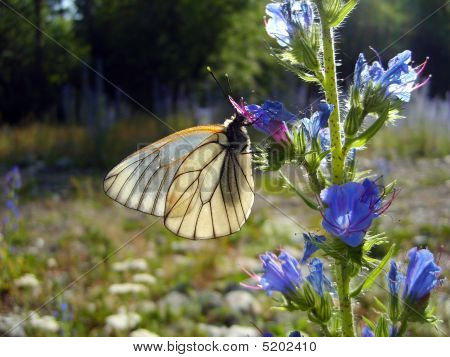 Piyuschaya Nectar