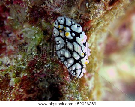 Wart sea slug