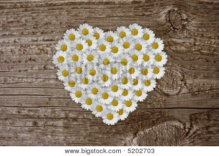 Daisy hart.