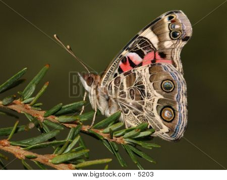 Butterfly_37184