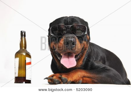 Rottweiler, Alkohol und Sonnenbrille