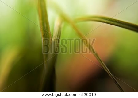 X8_grass_blade