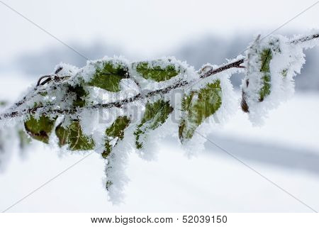 The Great Frost
