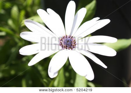 Flor Blanca