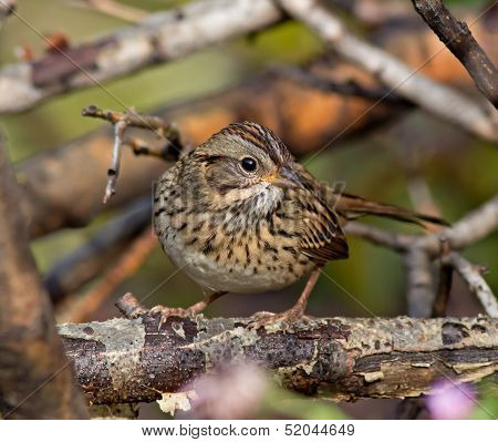 Lincoln's Sparrow