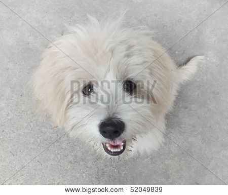 Cheerful Dog