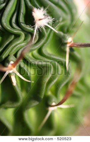 Cactus