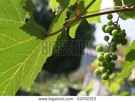 Grapes Kept Pace