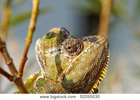 Chamaeleo Calyptratus