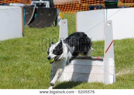 Border-collie