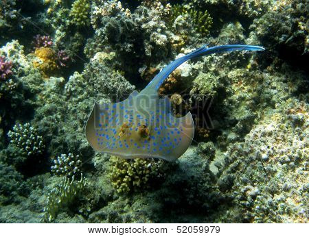 Blue spotted stingray