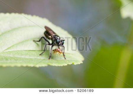 Volare mangiando un Bug
