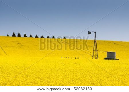 Canola Fields