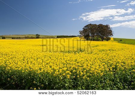 Canola Fields