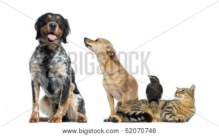 Group of pets, isolated on white