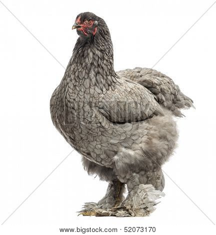 Side view of a Dark Brahma hen, isolated on white