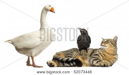 Domestic goose looking down at a cat and Jackdaw, isolated on white