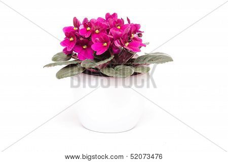 African Violets With Flowers