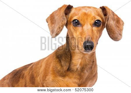 Dachshund Dog