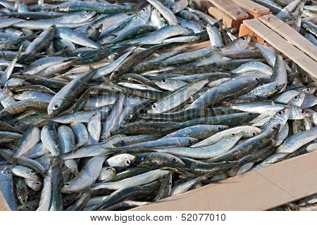 Sardines