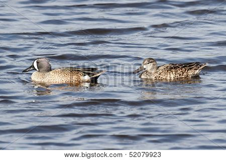 Pair Of Blue-winged Teal