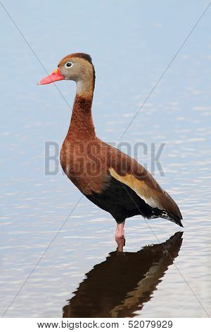 Black-bellied Whistling-duck