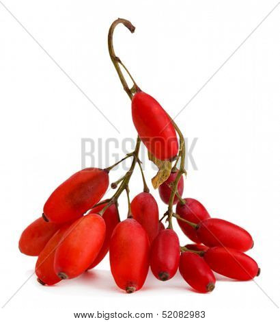 ripe barberries on branch isolated white