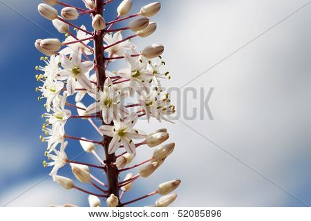 Eremurus
