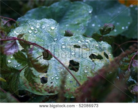 Dew on leaves
