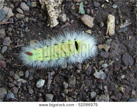 Caterpillar