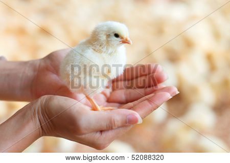 Female hands holding a chick in chicken farm.