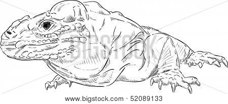 vector - Varan ( Komodo dragon ) , isolated on background