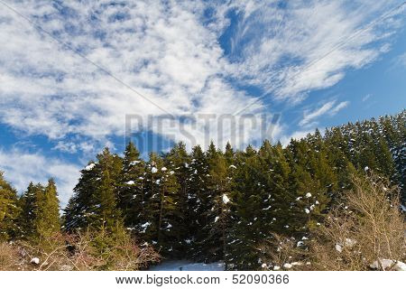 Forest And Clouds