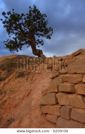 Albero di pino e pareti di arenaria