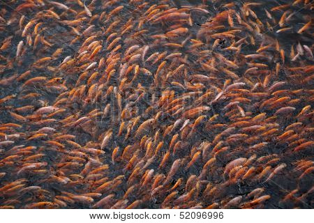Tilapia Fish Background